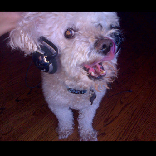 Pets With Headphones Photo Contest Winner